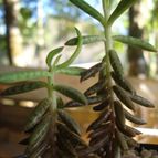 Bryophyllum delagoense