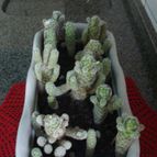 Collecion de andre_fr