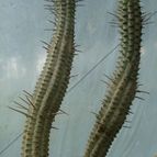 Euphorbia mammillaris fma. variegada