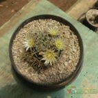 Collecion de andre_fr2