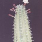 Collecion de angeluis1965