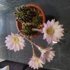 Collecion de angeluis1965