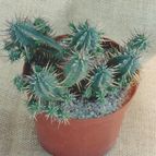 Collecion de angeluis1965