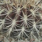 Collecion de angeluis1965