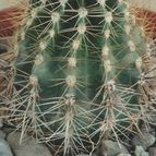 Collecion de angeluis1965