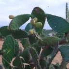 Collecion de angeluis1965