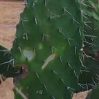 Collecion de angeluis1965