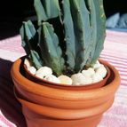 Collecion de anshar