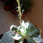 Collecion de antonia