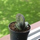 Collecion de antonia