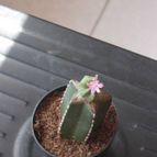 Collecion de antonia