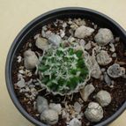 Collecion de antonia