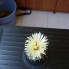 Collecion de antonia