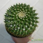 Collecion de antonia
