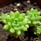 Sedum hirsutum ssp. baeticum