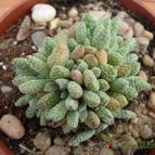 Collecion de antonia