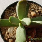 Collecion de antonia