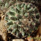 Collecion de antonia