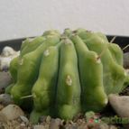 Collecion de antonia