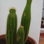 Collecion de antonia