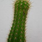 Collecion de antonia