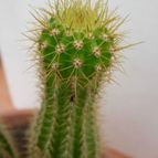 Collecion de antonia