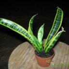 Collecion de antonia