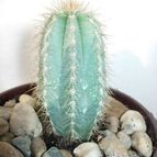 Collecion de antonia