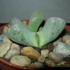 Collecion de antonia