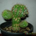 Collecion de antonia