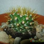 Collecion de antonia