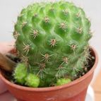 Collecion de antonia