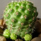 Collecion de antonia