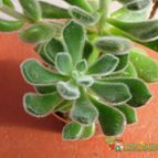 Collecion de antonia