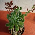 Collecion de antonia
