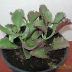 Collecion de antonia