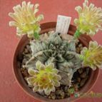 Collecion de antonia
