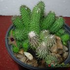 Collecion de antonia