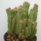 Collecion de antonia