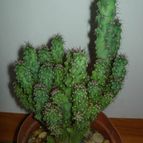 Collecion de antonia