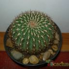 Collecion de antonia