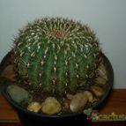 Collecion de antonia