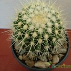 Collecion de antonia