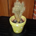 Collecion de antonia
