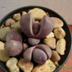 Collecion de antonia