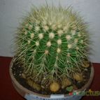 Collecion de antonia