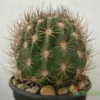 Collecion de antonia