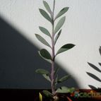 Collecion de antoniajesus