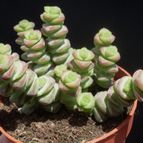 Crassula rupestris ssp. marnieriana