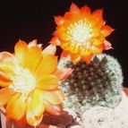 Collecion de antoniajesus